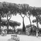 Roman trees